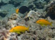 Blue Goatfish (Parupeneus cyclostomus)