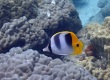 Pacific Double-saddle Butterflyfish