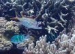 Spotfin Squirrelfish (Neoniphon sammara)