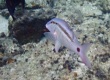 Dash-dot Goatfish (Parupeneus barberinus)