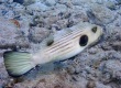 Narrow-lined_Puffer