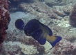 Peacock Grouper (Amami Oshima)