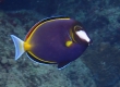 Japanese Surgeonfish (Amami Oshima)