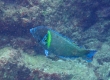 Bluespotted Wrasse (Amami Oshima)