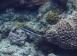 Piano Fangblenny (Amami Oshima)