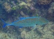 Bluefin Trevally (Caranx melampygus)