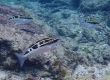 Striped Monocle Bream (Scolopsis lineata)