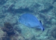 Speckled-blue Grouper (Amami Oshima)