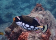 Clown Triggerfish (Amami Oshima)