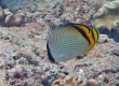 Vagabond Butterflyfish (Amami Oshima)