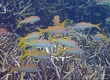 Yellowfin Goatfish (Mulloidichthys vanicolensis)