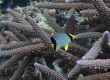 Chevron Butterflyfish (Chaetodon trifascialis)