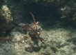 Rockmover Wrasse (Amami Oshima)