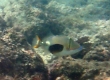 Blackbelly Triggerfish (Amami Oshima)