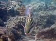 Checkered Snapper (Lutjanus decussatus) (Amami Oshima)