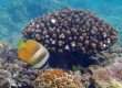 Sunburst Butterflyfish (Amami Oshima)