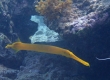 Trumpetfish (Amami Oshima)