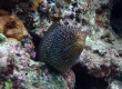 White-mouth Moray (Amami Oshima)