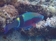 Yellowband Parrotfish (Amami Oshima)