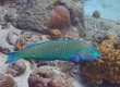 Ringed Slender Wrasse (Amami Oshima)