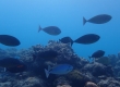 Sleek Unicornfish (Amami Oshima)