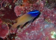 King Damselfish (Amami Oshima)