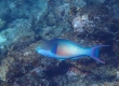 Forsten's Parrotfish (Amami Oshima)