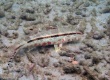 Freckled Goatfish ヨメヒメジ