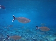 Barred Flagtail (Amami Oshima)