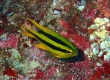 Yellowtail Damsel (Amami Oshima)