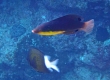 Yellowbreasted Wrasse (Amami Oshima)