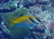 Doublebarred Rabbitfish (Siganus virgatus)