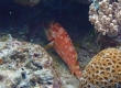 Blacktip Grouper (Amami Oshima)