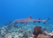 Whitetip Reef Shark (Amami Oshima)