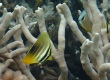 Sailfin Tang ヒレナガハギ