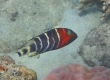 Redbreast Wrasse (Kakeromajima)