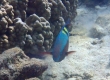 Yellowband Parrotfish (Kakeromajima)