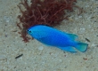 Blue Damselfish (Miyakojima)