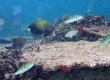 White-freckled Surgeonfish (Miyakojima)