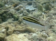 Striped Monocle Bream (Scolopsis lineata)