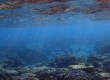 Whitetip Reef Shark (Kakeromajima)