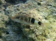 Manybar Goatfish (Parupeneus multifasciatus)