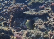 Eastern-triangular Butterflyfish (Miyakojima)