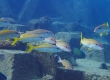 Yellowfin Goatfish (Mulloidichthys vanicolensis)