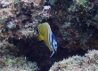 Sunburst Butterflyfish (Kakeromajima)