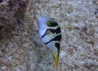 Valentinni's Sharpnosed Puffer (Kakeromajima)