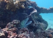 Honeycomb Moray -Gymnothorax favagineus- (Miyakojima)