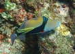 Reef Triggerfish (Kakeromajima)