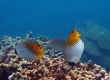 Threadfin Butterflyfish (Miyakojima)