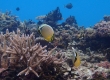 Oval Butterflyfish (Amami Oshima)